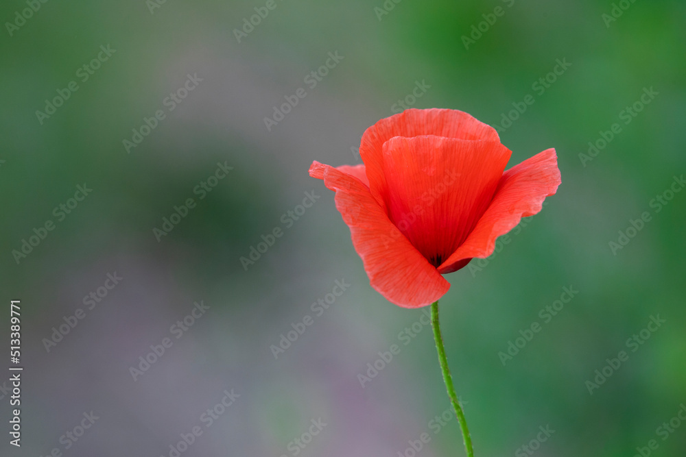 Poppy flower or papaver rhoeas poppy with the light. Flowers poppies blossom on wild field. Remembrance day concept. Horizontal remembrance day theme poster, greeting cards, headers, website and app. Poppy flower or papaver rhoeas poppy with the light. Flowers poppies blossom on wild field. Remembrance day concept. Horizontal remembrance day theme poster, greeting cards, headers, website and app.