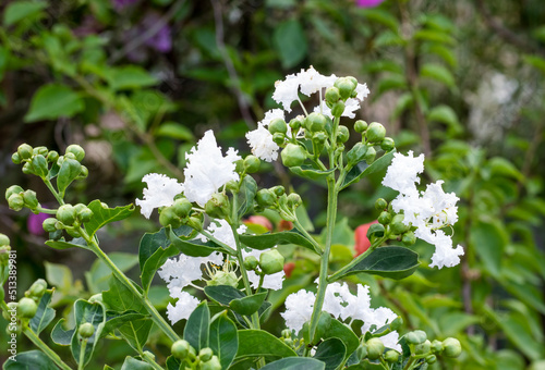 Blossomed white viburnum tinus flower and buds close up in the garden photo