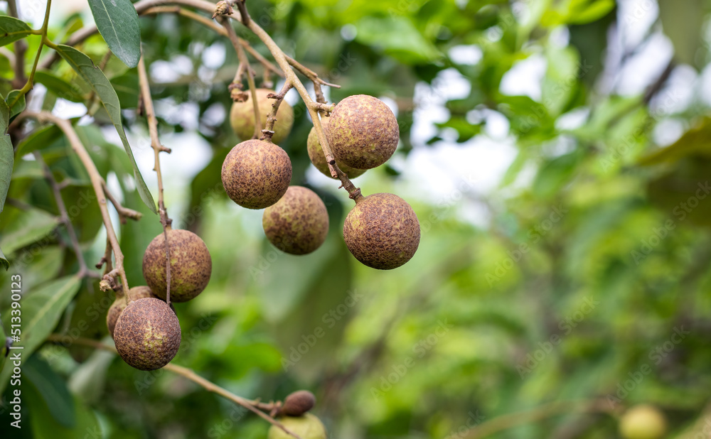 Fresh longan fruits growing on a branch in the garden close up with copy space Fresh longan fruits growing on a branch in the garden close up with copy space