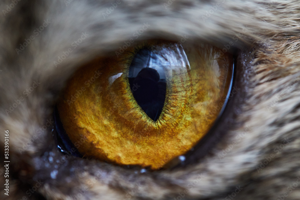 cat's eye macro, high resolution