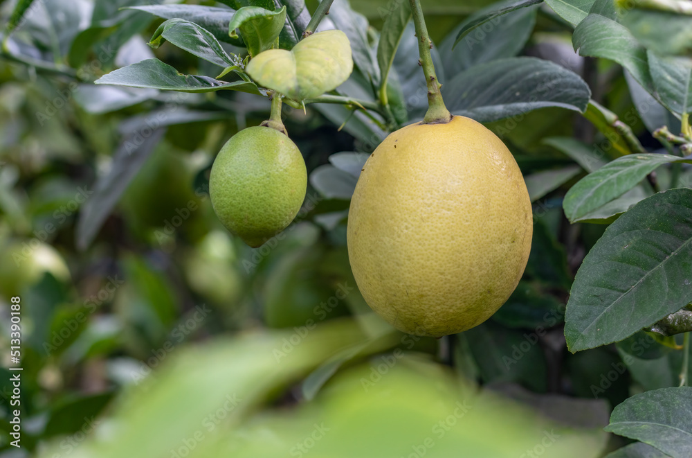 Fully ripe yellow lemon hanging on a branch in the garden Fully ripe yellow lemon hanging on a branch in the garden