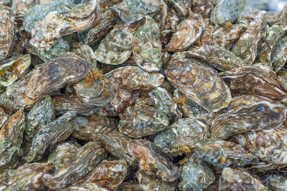 a lot of freshly caught oysters, in high resolution a lot of freshly caught oysters, in high resolution