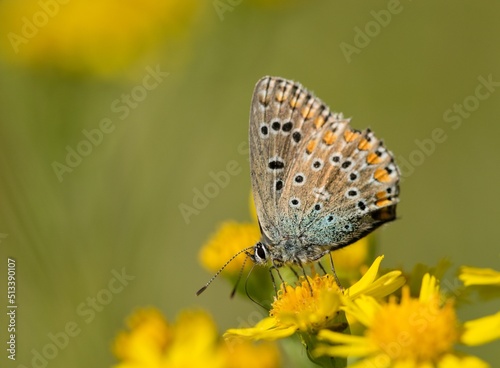 Colorful brown and white butterfly on a flower