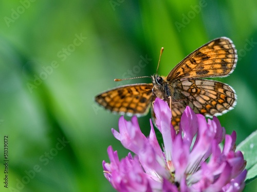 Meadow clover (Trifolium pratense) is ten centimeters to a meter tall, perennial, dicotyledonous herb of the legume family. Incorrectly called as red clover © venars.original