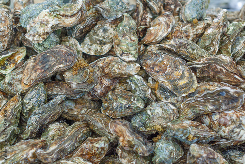 a lot of freshly caught oysters, in high resolution