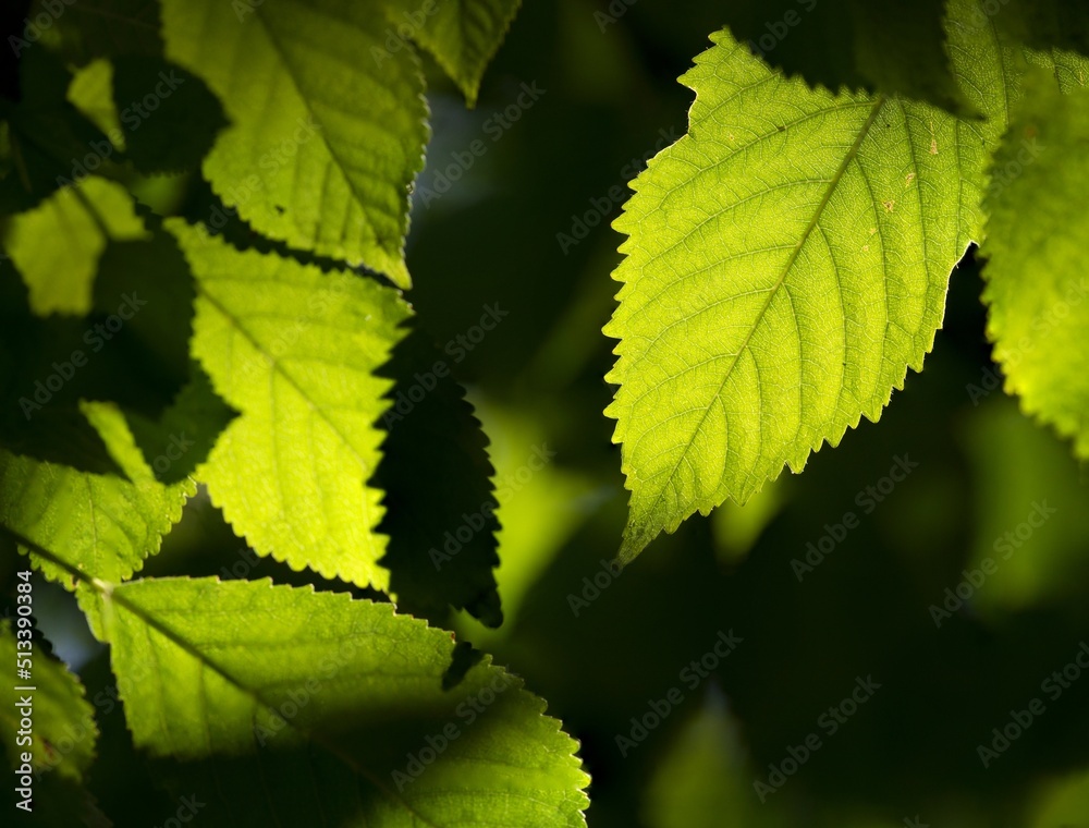 Peppermint - Mentha piperita - Mint is one of the ingredients in the popular Mojito mixed drink. Peppermint - Mentha piperita - Mint is one of the ingredients in the popular Mojito mixed drink.