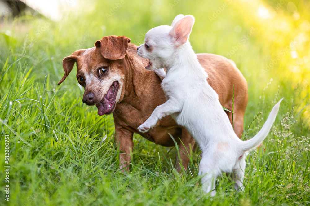 chihuahua puppy and dachshund mix have fun playing in the grass chihuahua puppy and dachshund mix have fun playing in the grass