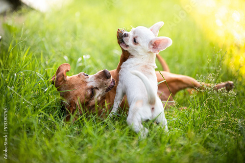chihuahua puppy and dachshund mix have fun playing in the grass Fototapeta