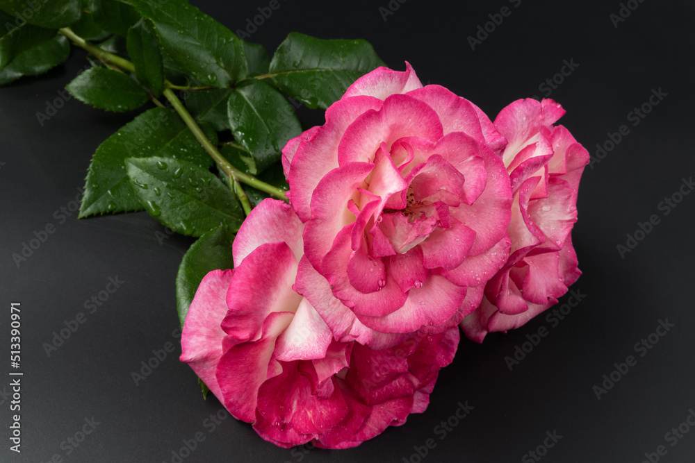 Pink rose photographed against a dark background Pink rose photographed against a dark background