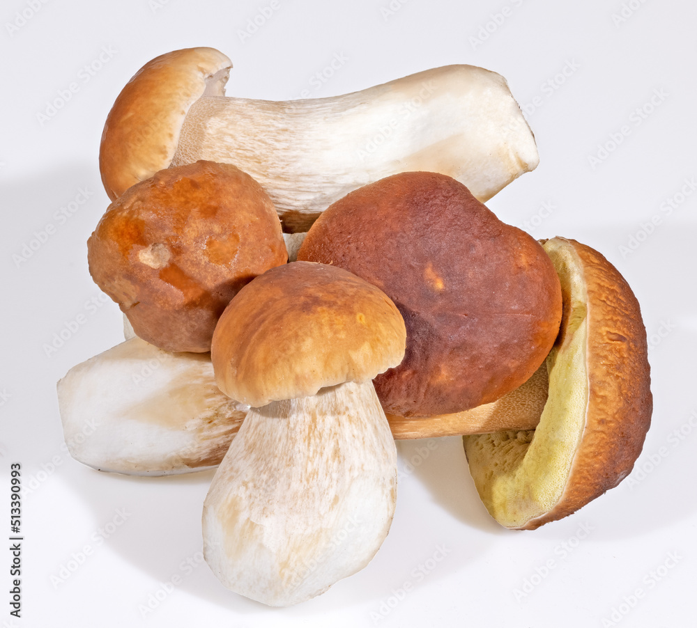 group of penny bun mushrooms with light shadow group of penny bun mushrooms with light shadow