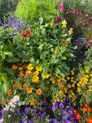 Colourful flowers in a garden