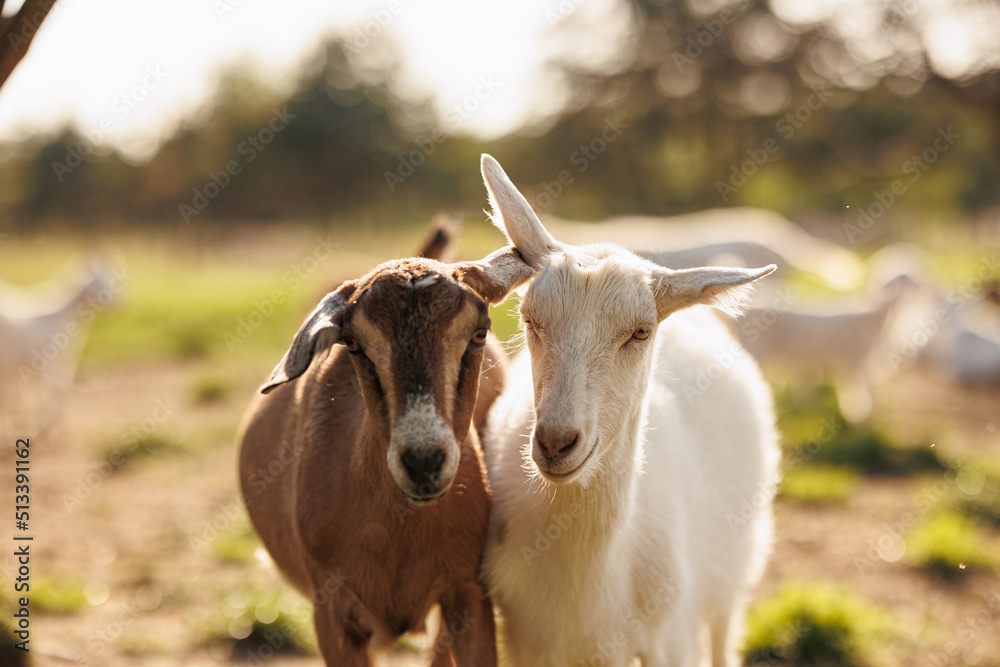 Cattle farming. Potrait of domestic goats in the eco farm. Farm livestock farming for the industrial production of goat milk dairy products. Cattle farming. Potrait of domestic goats in the eco farm. Farm livestock farming for the industrial production of goat milk dairy products.