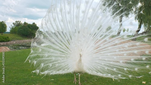 wild animals: white peacock in park
