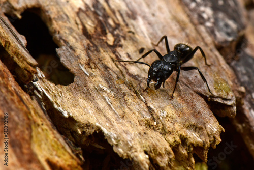 große Ameise (Cataglyphis cf. nodus) aus Griechenland // large ant (Cataglyphis cf. nodus) from Greece