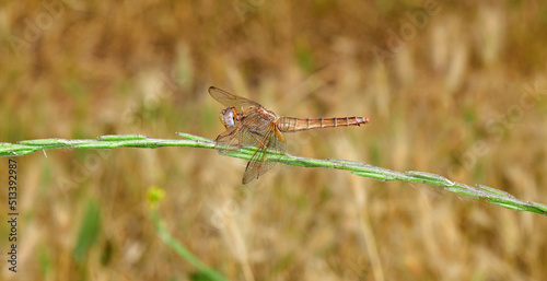 Feuerlibelle // Scarlet dragonfly (Crocothemis erythraea) - Skutarisee, Montenegro © bennytrapp