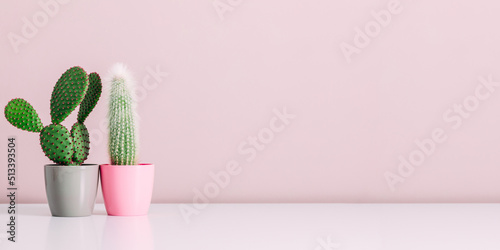 Closeup green cactus flower on pink background, minimal concept