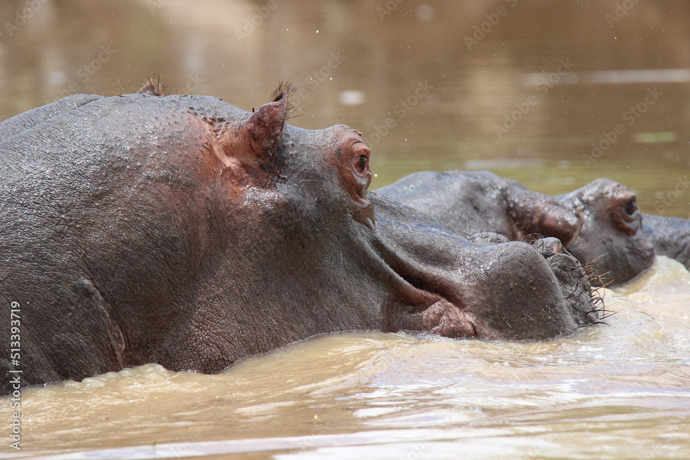 Hippopotamus in the water, Kruger National Park, South Africa Hippopotamus in the water, Kruger National Park, South Africa