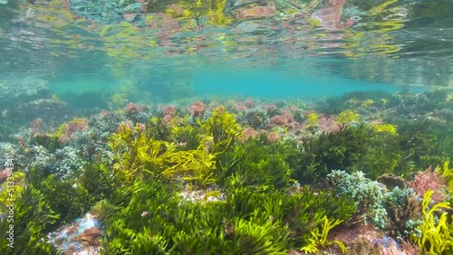 Algae and sea surface ripples underwater, Atlantic ocean seaweeds, Spain, Galicia, 59.94fps photo