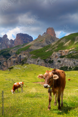 Cattle Grazing Near "Tre Cime di Lavaredo" (Drei Zinnen), Dolomites, Italy