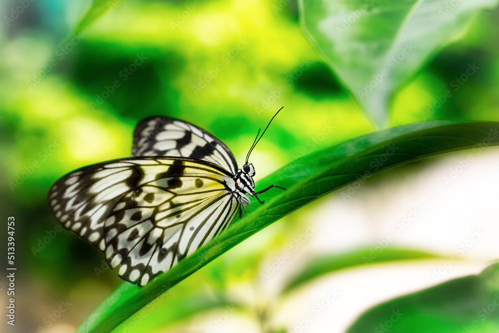 Closeup of the Beautiful Paper Kite Butterfly Closeup of the Beautiful Paper Kite Butterfly