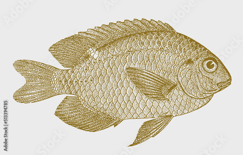 Burrough's damsel pomacentrus burroughi, marine fish in side view