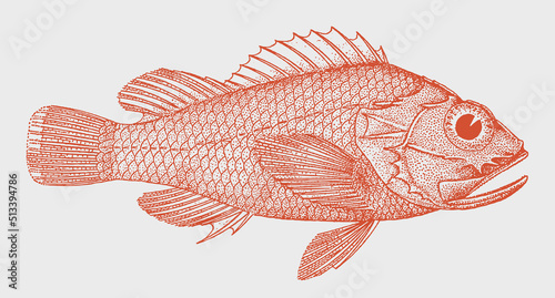 Pigmy scorpionfish sebastapistes fowleri, venomous marine fish in side view