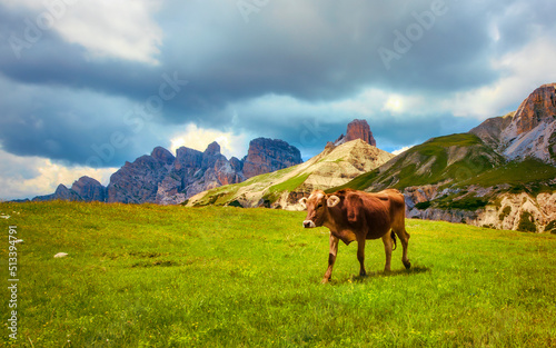 Cattle Grazing Near "Tre Cime di Lavaredo" (Drei Zinnen), Dolomites, Italy