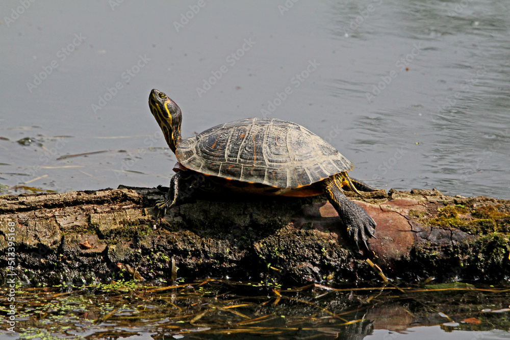 Fototapeta premium le tartarughe americane (Trachemys scripta) si stanno purtroppo diffondendo anche nei nostri fiumi