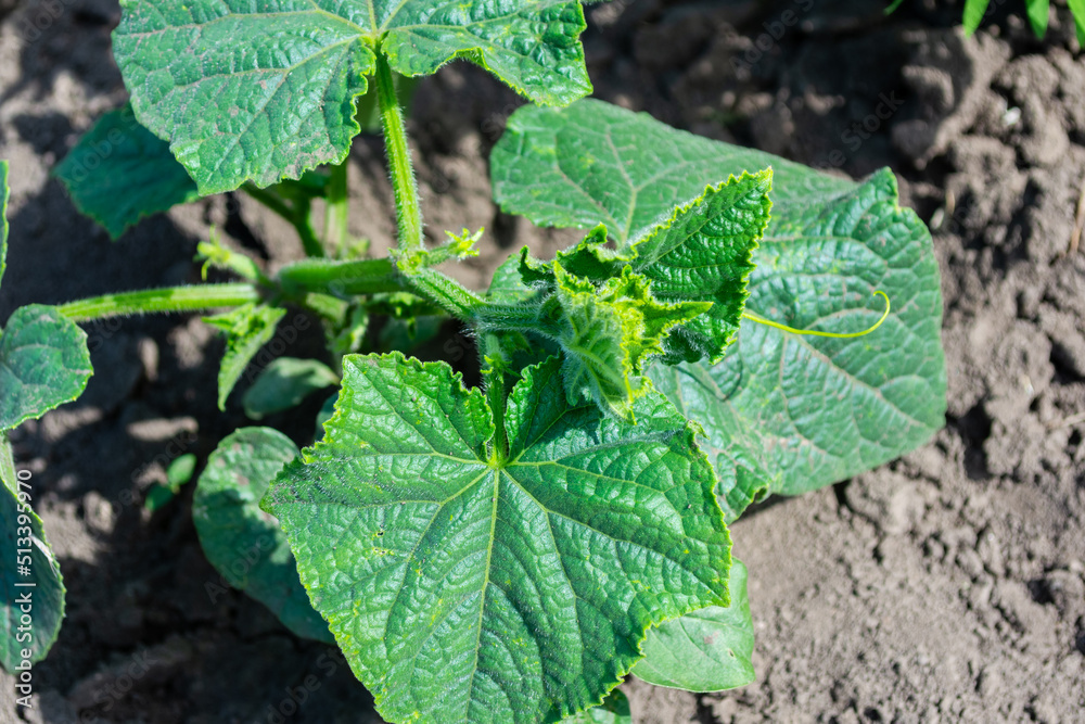 Green leaves of cucumbers in the vegetable garden. Green leaves of cucumbers in the vegetable garden.