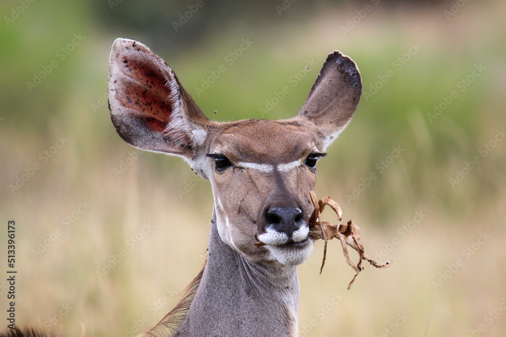 Kudu cow eating some plants, Kruger National Park, South Africa