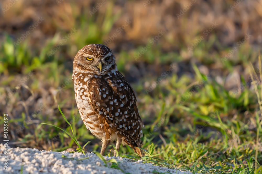 Fototapeta premium Burrowing Owl