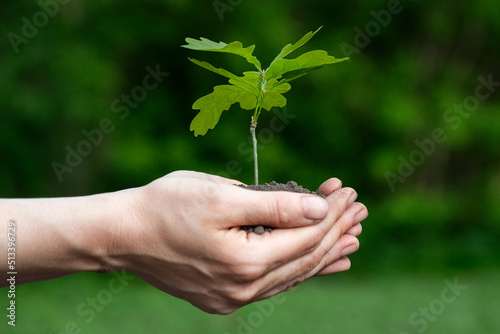 Close up view on the palms holding oak sapling. Plant in the hands. Care of the Environment. Ecology concept.