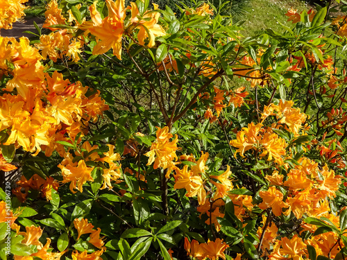 Close up, selective focus of blooming orange peach flowers of rhododendron bush in early summer on a sunny day. Kadriorg park. June 2022. photo