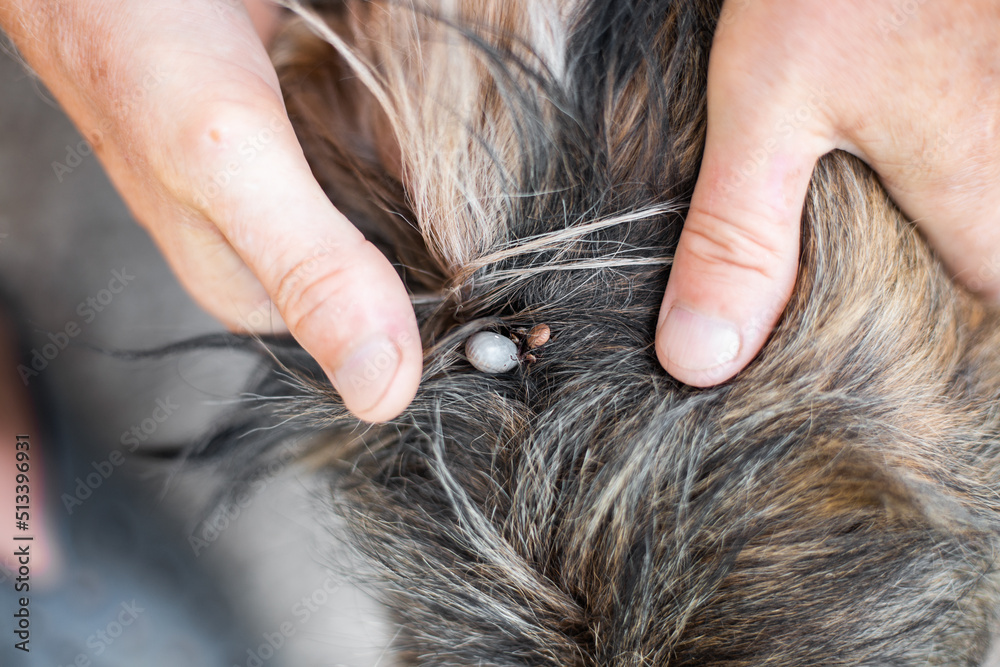 Obraz premium Ixodid ticks on the skin of a shaggy dog. The owner spreads the dog's coat to remove parasites.
