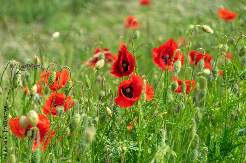 Fototapeta premium Blooming red poppies and sunny summer meadow
