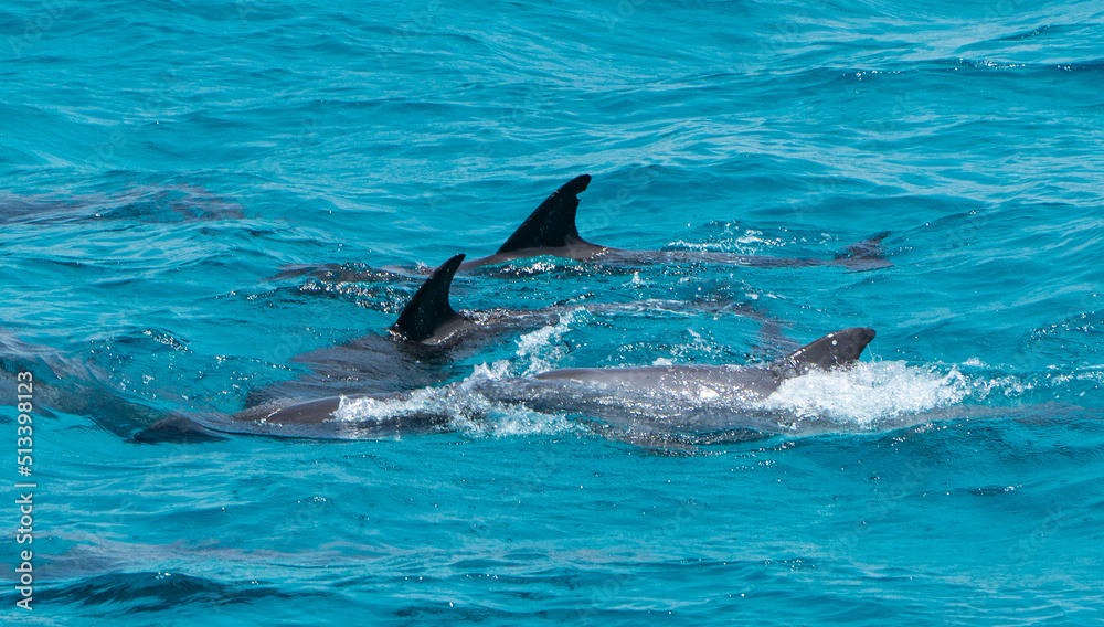Fototapeta premium Dolphins swimming in the open water in the red sea in Egypt