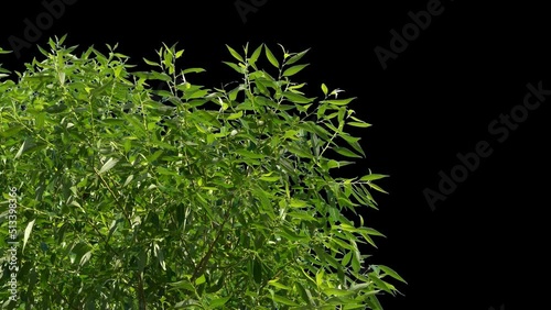 Isolated tree in the wind with transparent background alpha channel