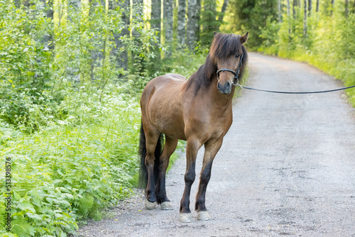 Icelandic horse posing on gravel road. Shot middle of summer in the evening in Finland