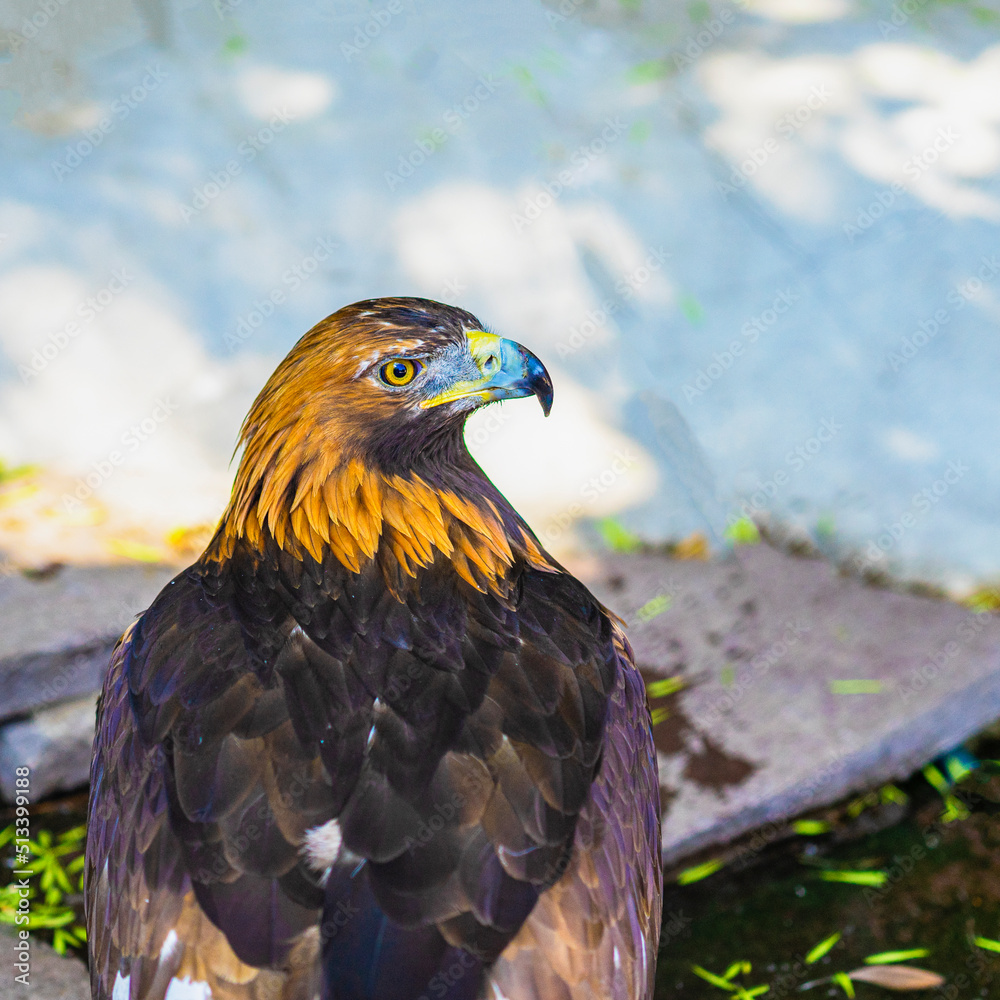 Bird of prey. Golden eagle with attentive watchful eye Bird of prey. Golden eagle with attentive watchful eye