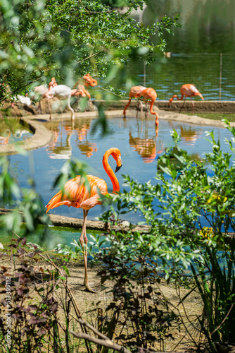Flock of pink flamingos in pond of conservation area