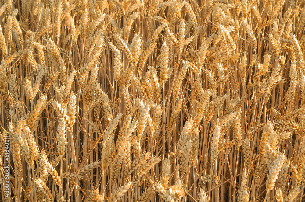 Full frame elevated view of ripe golden wheat in field.