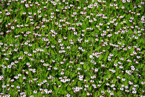 Ground covering plants with tiny white flowers