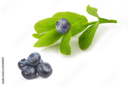 Blueberry sprig with fruits photo