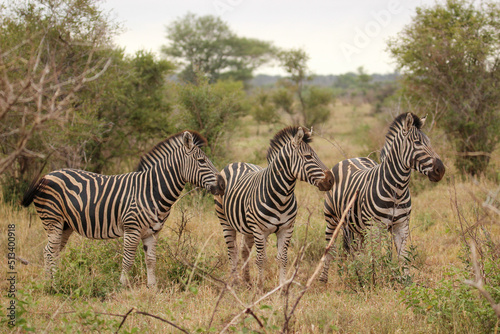 Plains Zebra  Kruger National Park  South Africa
