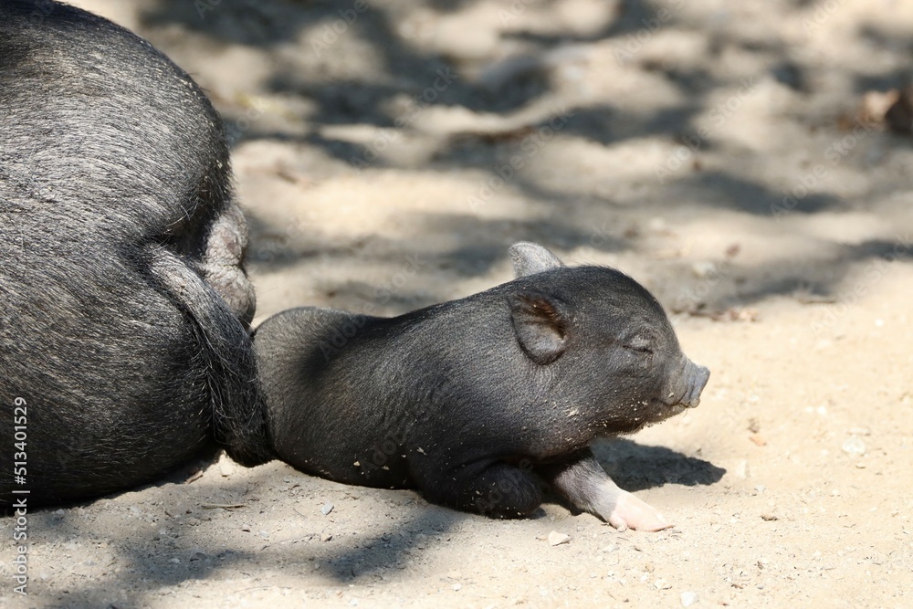 tiny pigs cuddling close together tiny pigs cuddling close together