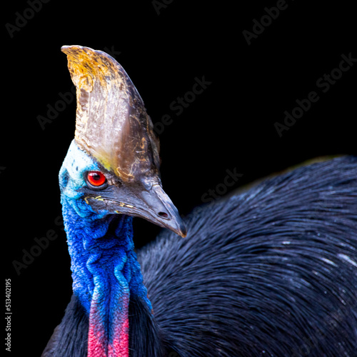 Beautiful Vivid colours of red blue pink and black Cassowary Casuaris with large red eyes and big horn on the head Sydney NSW Australia photo