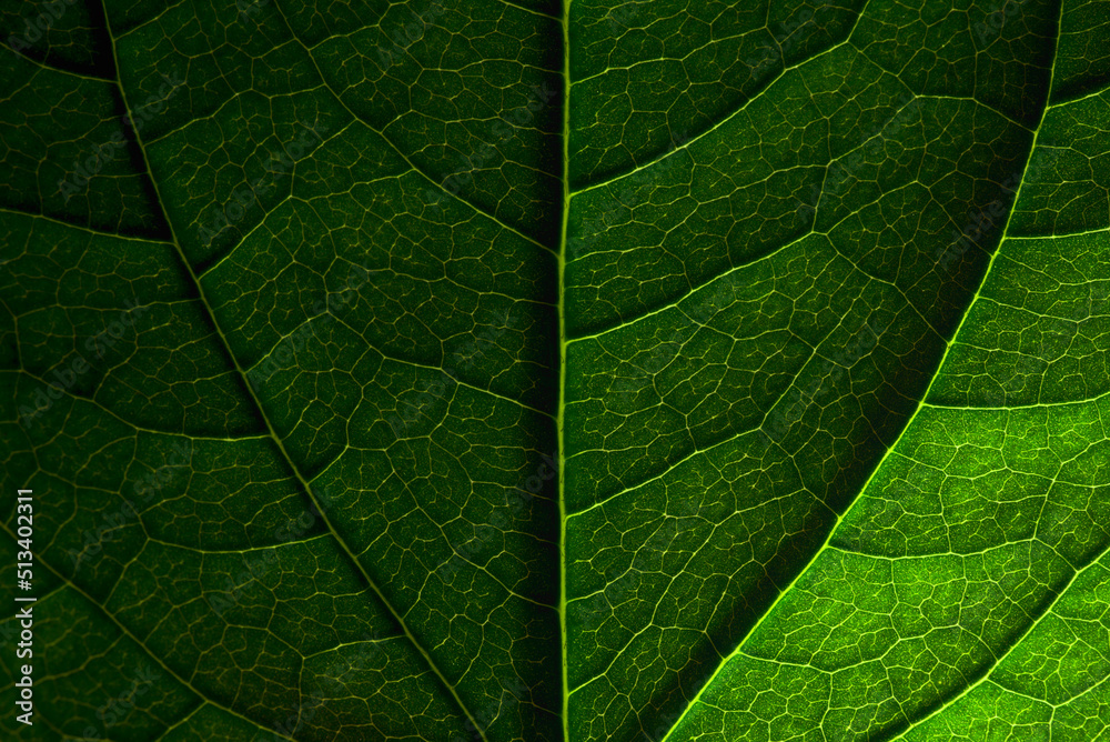 Dark green natural background. Jasmine leaf close-up with clear texture and shadows. Dark green natural background. Jasmine leaf close-up with clear texture and shadows.