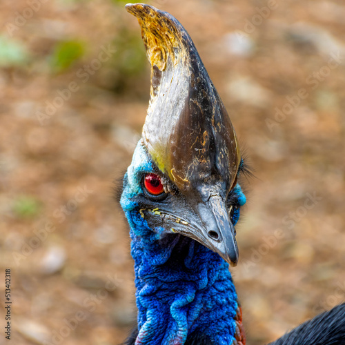 Beautiful Vivid colours of red blue pink and black Cassowary Casuaris with large red eyes and big horn on the head Sydney NSW Australia photo