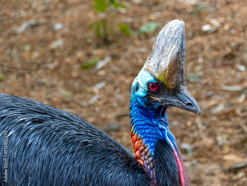 Beautiful Vivid colours of red blue pink and black Cassowary Casuaris with large red eyes and big horn on the head Sydney NSW Australia