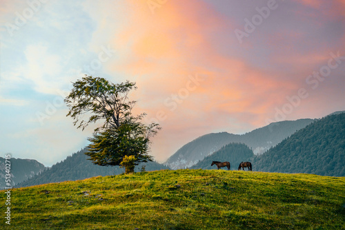 Horses on hill at sunrise